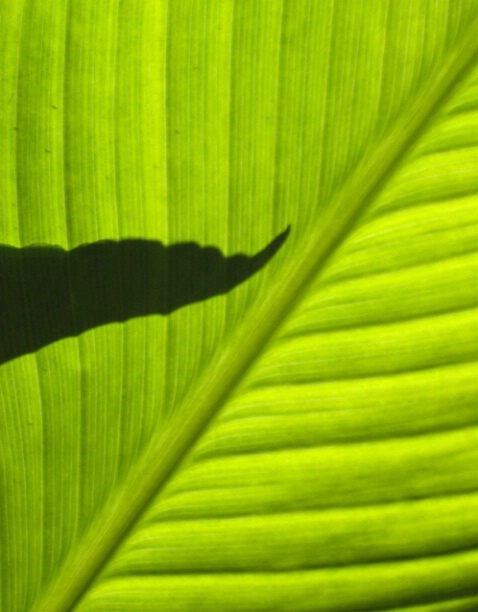 Leaf Behind