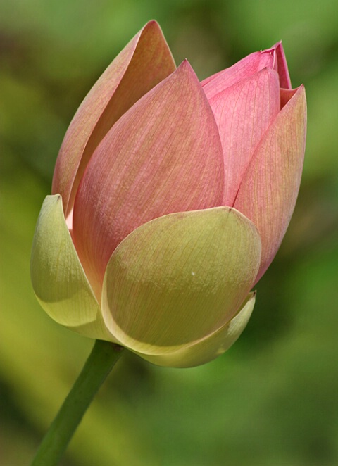 Bronx Lotus