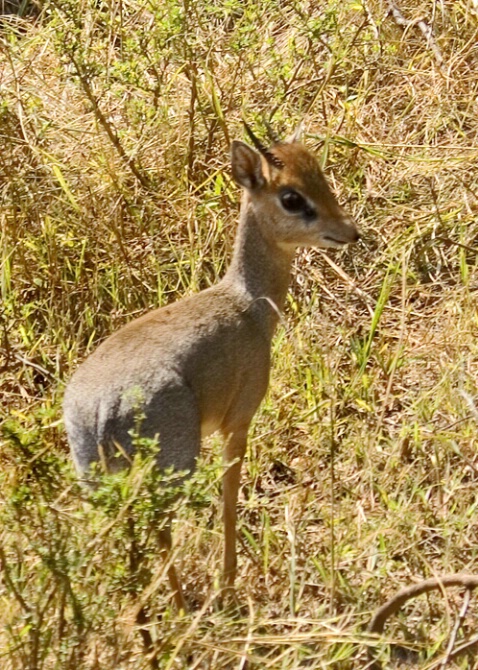 Kirk's Dik Dik - ID: 532381 © James E. Nelson