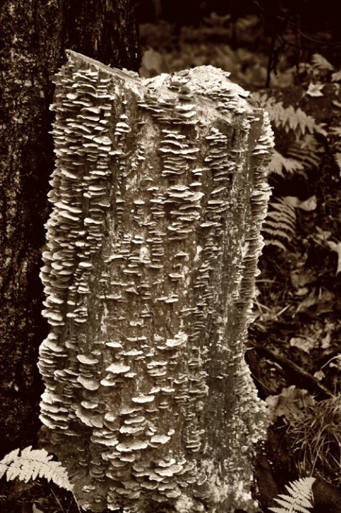 The Old Tree Stump - ID: 532974 © Sandra Hardt