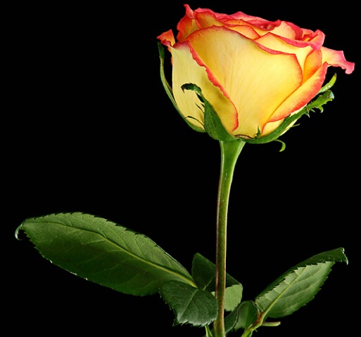 A  Beautiful Rose #3