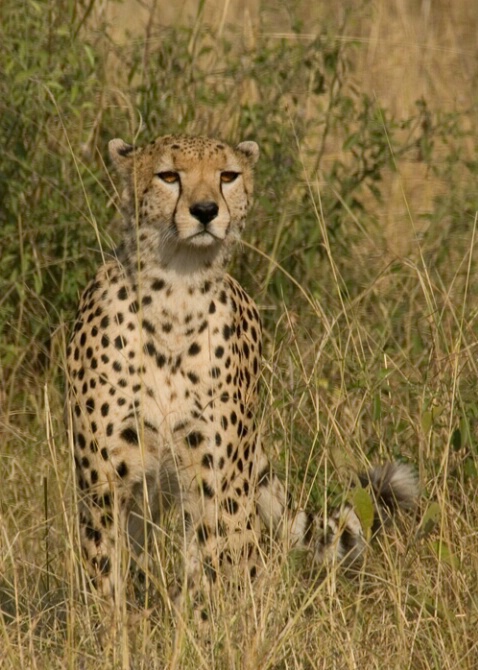 Cheetah 2 - ID: 534047 © James E. Nelson