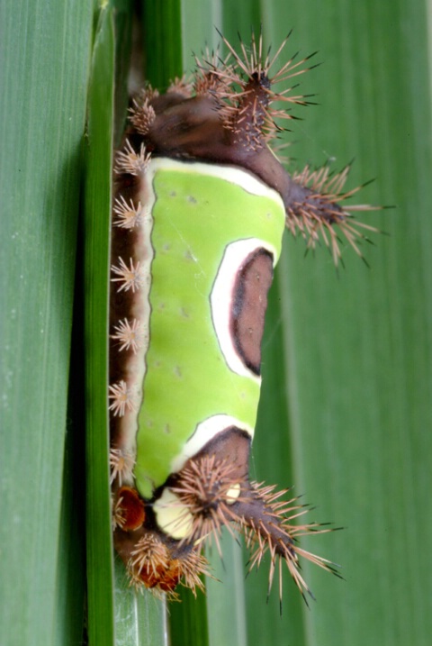 Connie's Caterpillar