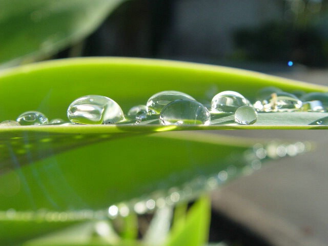 Morning Dew