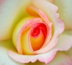 Inner Beauty