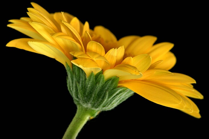 Beautiful Yellow Daisy #2