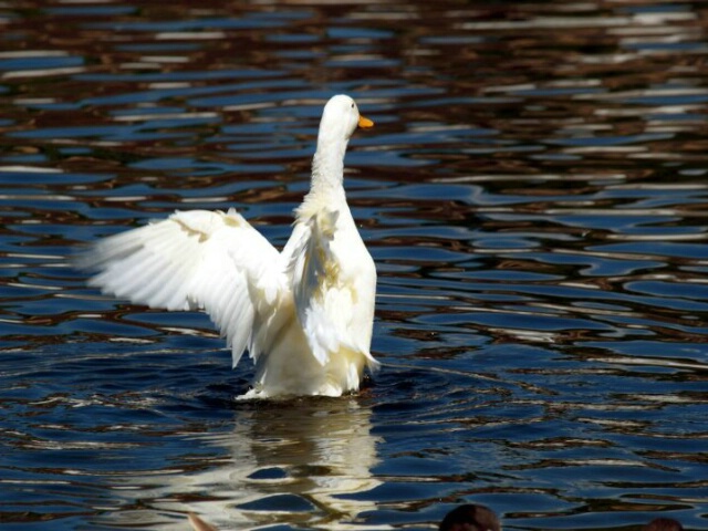 Walking on water