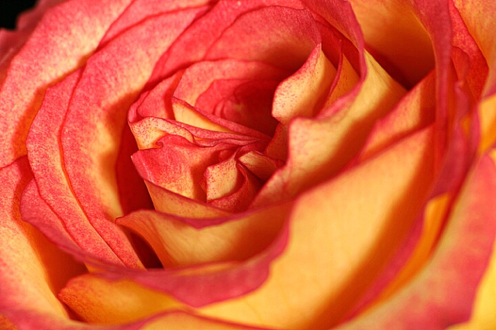 A  Beautiful Rose #4