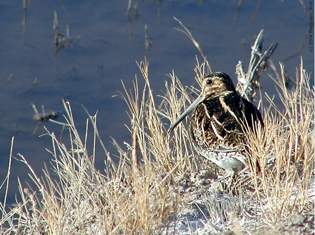 Common Snipe