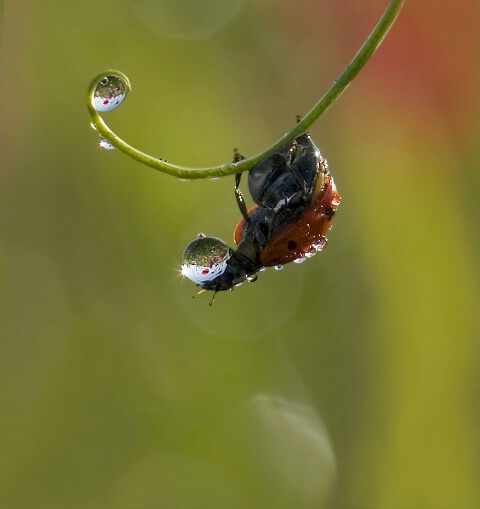 One drop of flowers