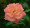 Delicate