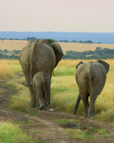 African Elephants 1 - ID: 538972 © James E. Nelson