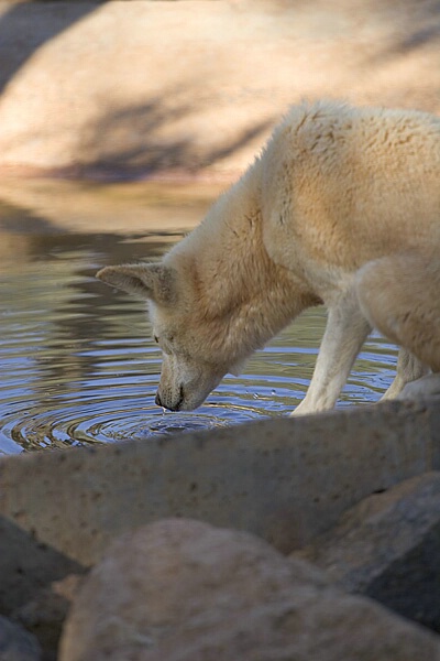 Australian dingo having a drink