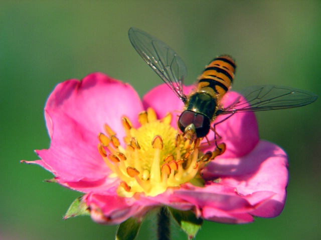Again Bee