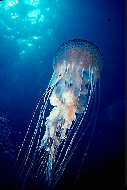Blue Water Jellyfish