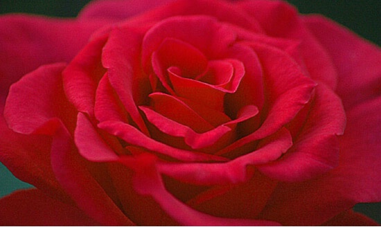 Folds Of Beauty