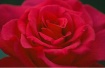 Folds Of Beauty
