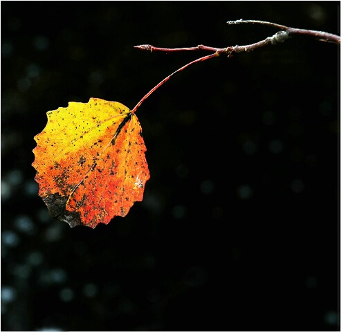 Autumn leaf