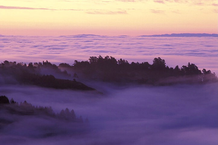 Dawn Fog Over Muir Woods