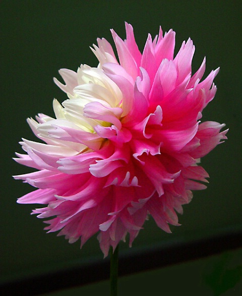 pretty Dahlia