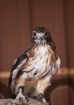 Red Tailed Hawk 