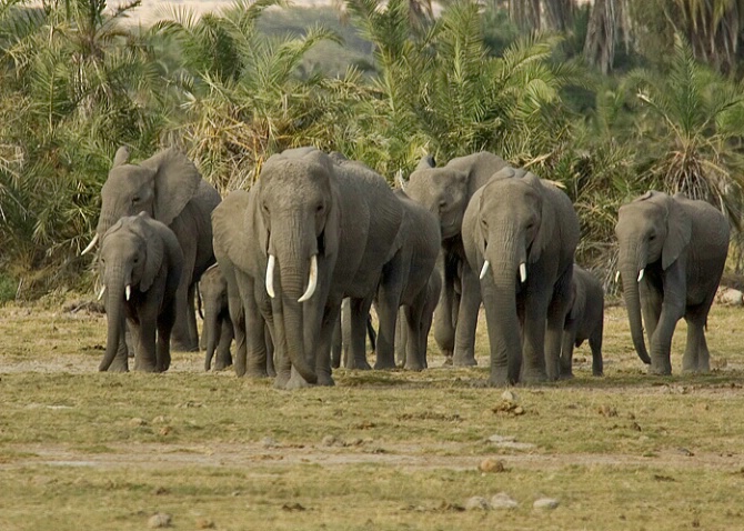 African Elephant Herd - ID: 543127 © James E. Nelson