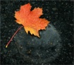 Autumn leaf II