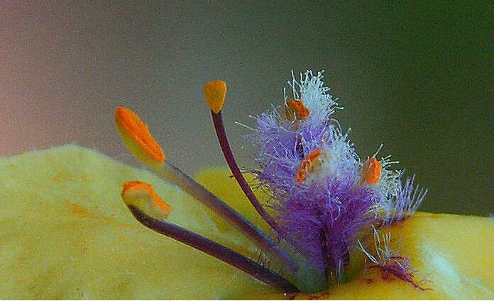 Inside A Yellow Flower