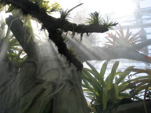 Ferns and Light at the Botanical Gardens