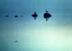 Sleeping Gulls