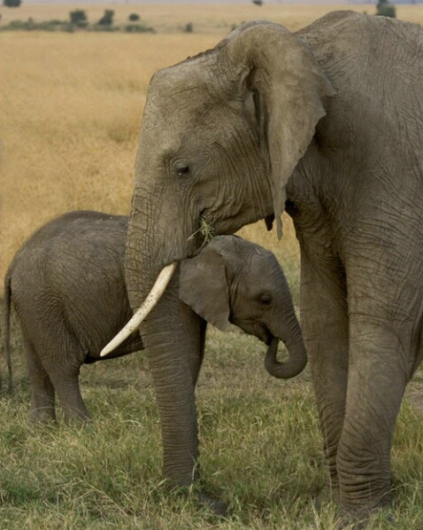 Elephants 1 - ID: 547134 © James E. Nelson