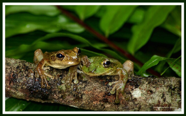 Froggy Love - ID: 547357 © Sara And Dick