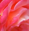 " Soft Pink &...