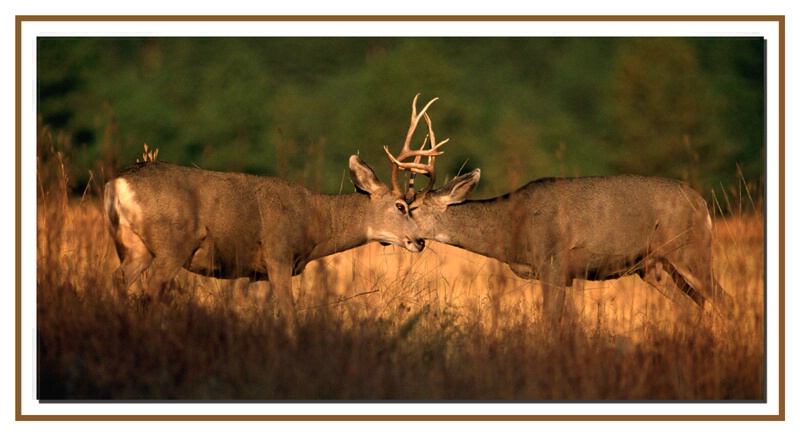 Mule Deer