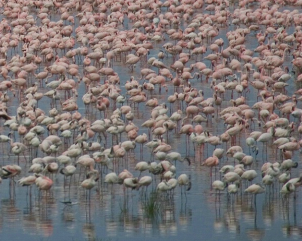 Lesser Flamingos 2 - ID: 548166 © James E. Nelson
