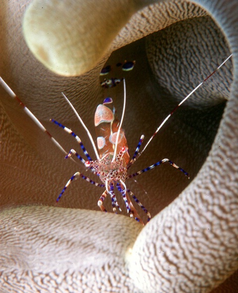 Spotted Cleaner Shrimp