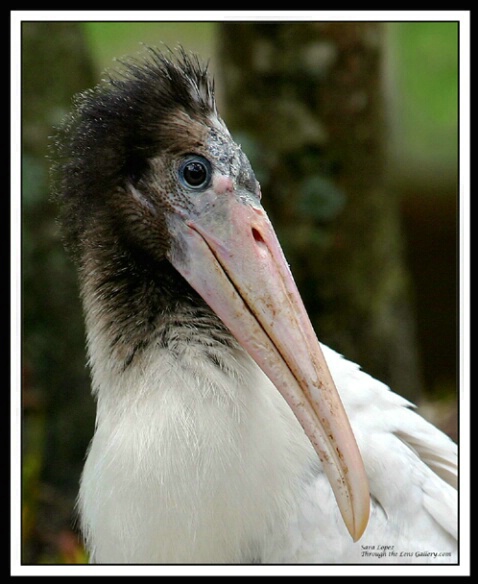 Look of Innocence - Young Woodstork - ID: 549823 © Sara And Dick