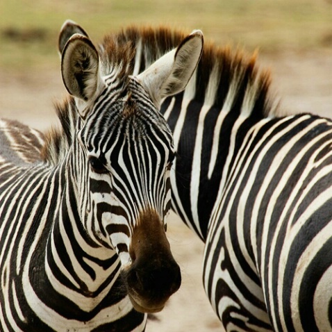 Plains Zebras - ID: 550591 © James E. Nelson