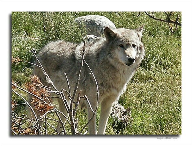 Female Wolf 
