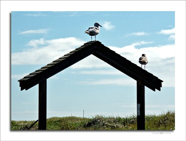 Itinerant seagulls