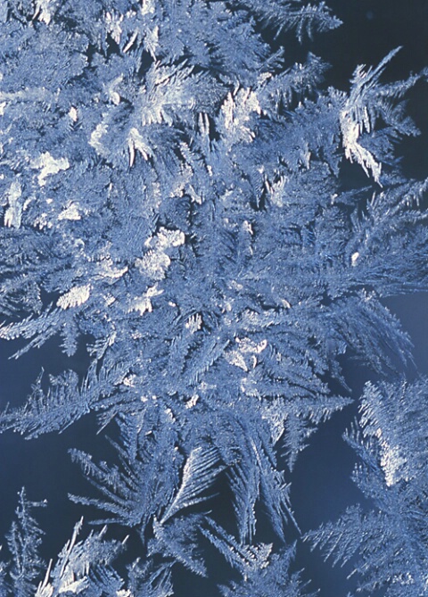 Frost Patterns, northern California