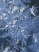 Frost Patterns, n...