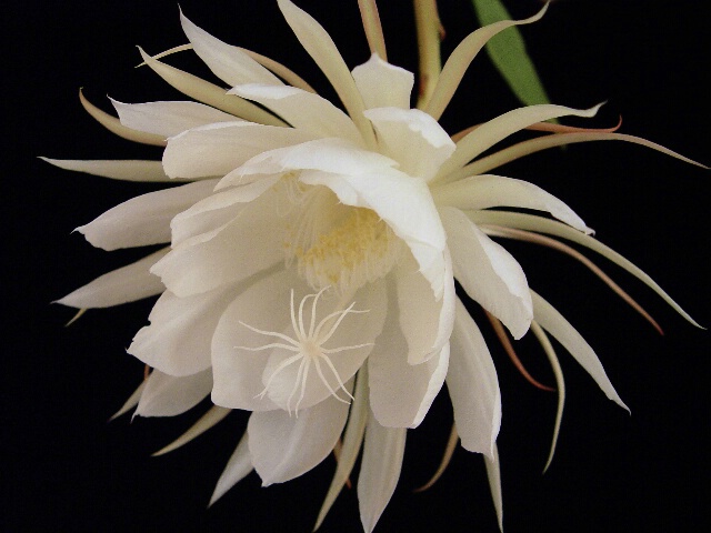 Epiphyllum - One Blossom