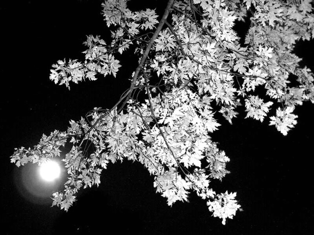 Moon and Leaves