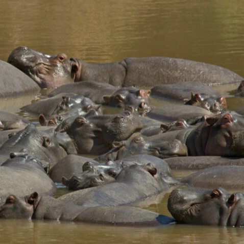 Hippos - ID: 553207 © James E. Nelson