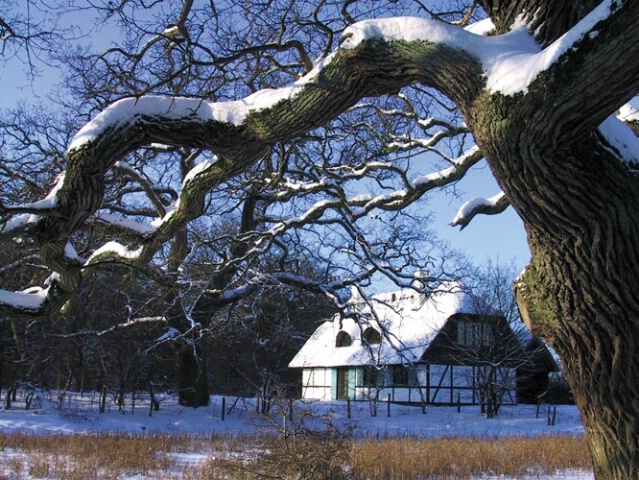 Danish Winter Scenery