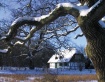 Danish Winter Sce...
