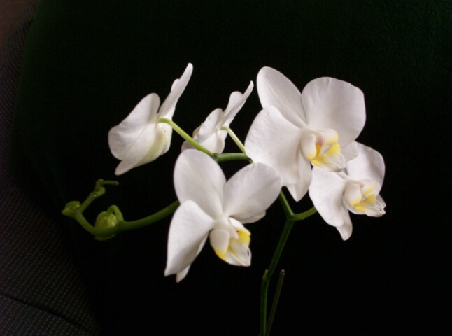 Orchid Sensuality
