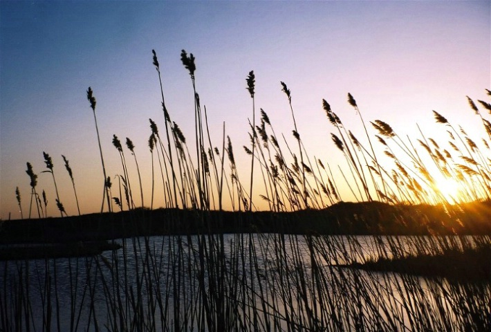 Golden Pond