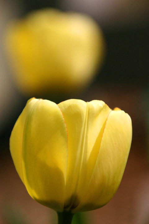 Two Tulips